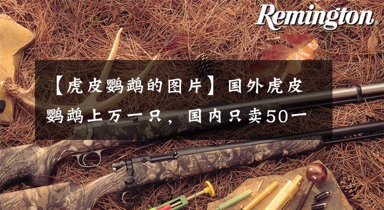 【虎皮鹦鹉的图片】国外虎皮鹦鹉上万一只，国内只卖50一对，到底差在哪？