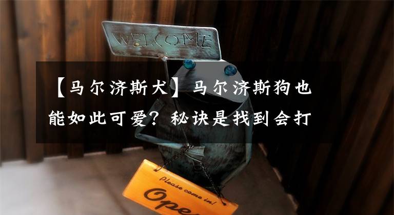 【马尔济斯犬】马尔济斯狗也能如此可爱？秘诀是找到会打扮的主人