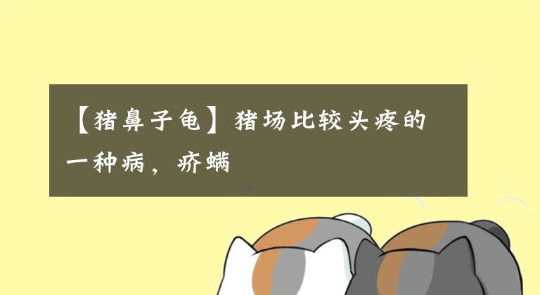 【猪鼻子龟】猪场比较头疼的一种病,疥螨