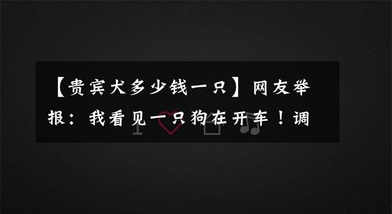 【贵宾犬多少钱一只】网友举报：我看见一只狗在开车！调查结果来了