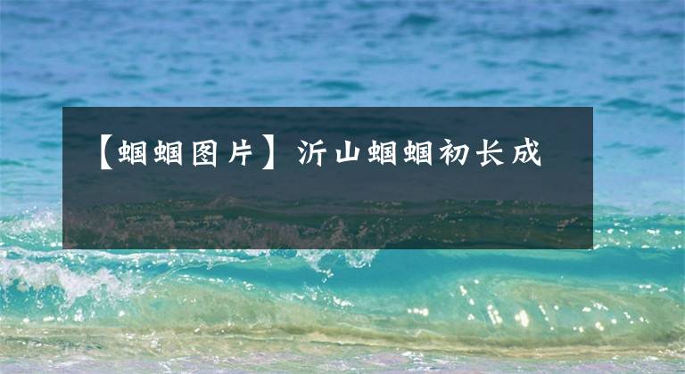 【蝈蝈图片】沂山蝈蝈初长成