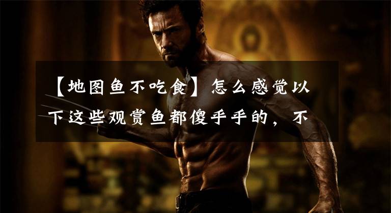 【地图鱼不吃食】怎么感觉以下这些观赏鱼都傻乎乎的，不是太聪明？