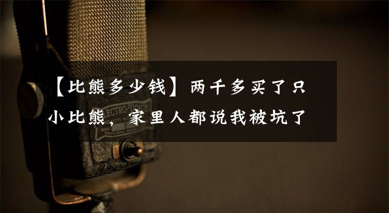 【比熊多少钱】两千多买了只小比熊,家里人都说我被坑了