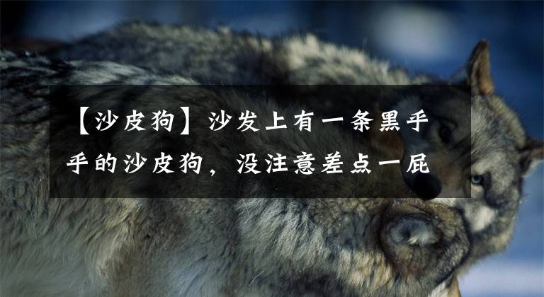 【沙皮狗】沙发上有一条黑乎乎的沙皮狗，没注意差点一屁股坐上去