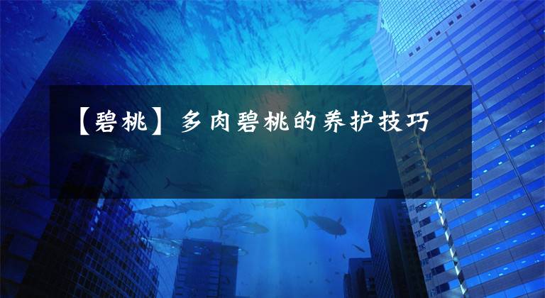【碧桃】多肉碧桃的养护技巧