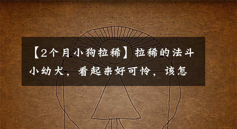 【2个月小狗拉稀】拉稀的法斗小幼犬，看起来好可怜，该怎么帮助它呢？