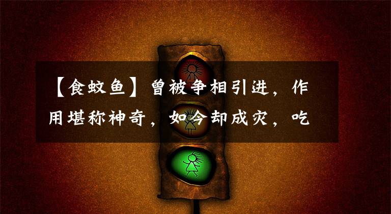 【食蚊鱼】曾被争相引进,作用堪称神奇,如今却成灾,吃货也不爱