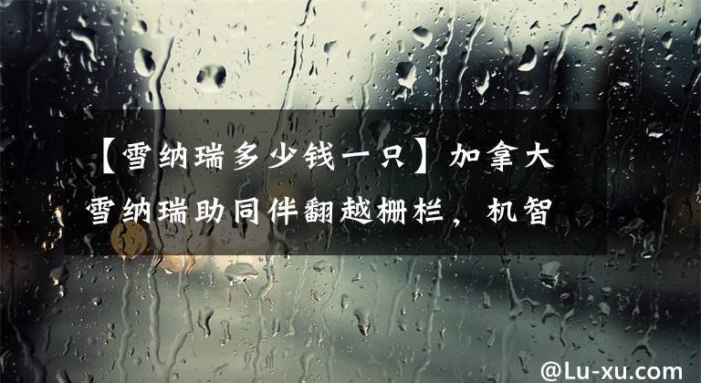 【雪纳瑞多少钱一只】加拿大雪纳瑞助同伴翻越栅栏，机智无私，网友：我也想养一只