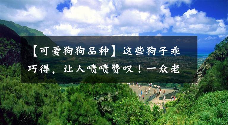 【可爱狗狗品种】这些狗子乖巧得，让人啧啧赞叹！一众老母亲们留下了羡慕的眼泪