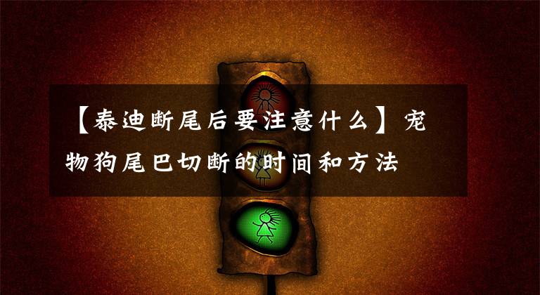 【泰迪断尾后要注意什么】宠物狗尾巴切断的时间和方法