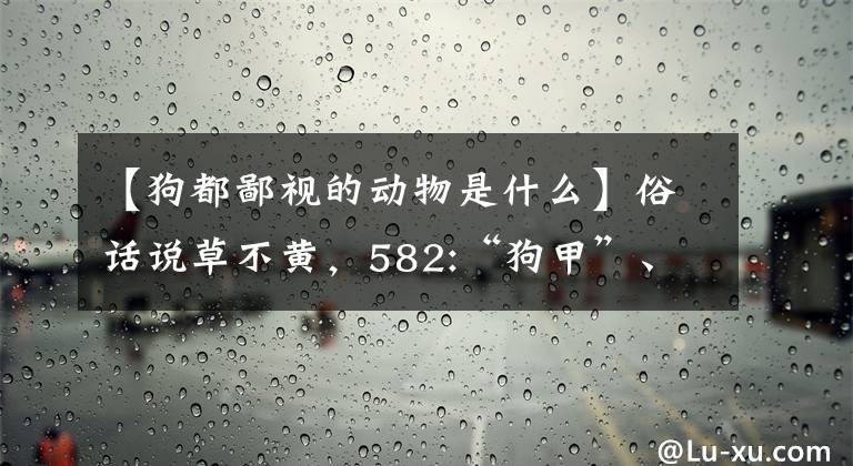 【狗都鄙视的动物是什么】俗话说草不黄，582:“狗甲”、“狗啊”、“熊”、“狗狗”等