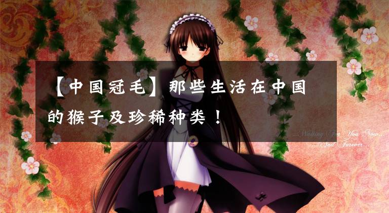 【中国冠毛】那些生活在中国的猴子及珍稀种类！