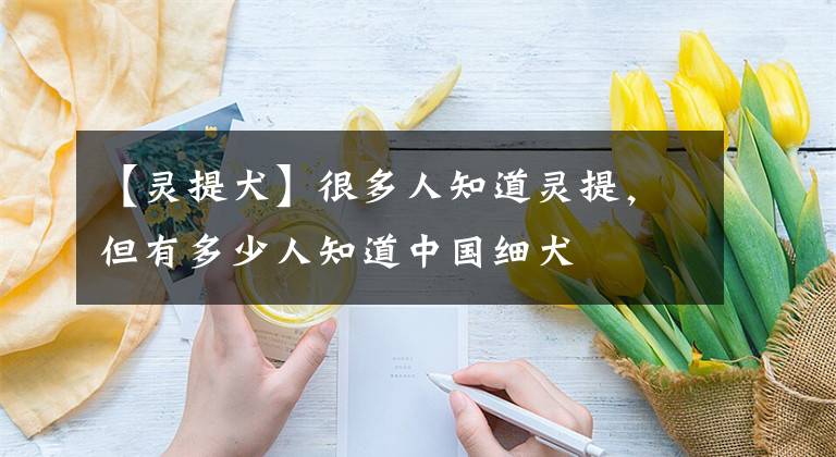 【灵提犬】很多人知道灵提，但有多少人知道中国细犬