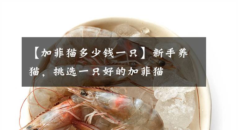 【加菲猫多少钱一只】新手养猫，挑选一只好的加菲猫