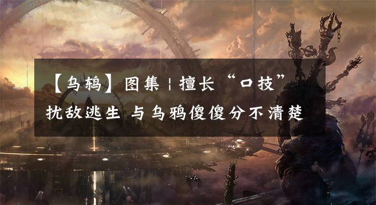 【乌鸫】图集 | 擅长“口技”扰敌逃生 与乌鸦傻傻分不清楚的乌鸫