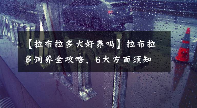 【拉布拉多犬好养吗】拉布拉多饲养全攻略,6大方面须知
