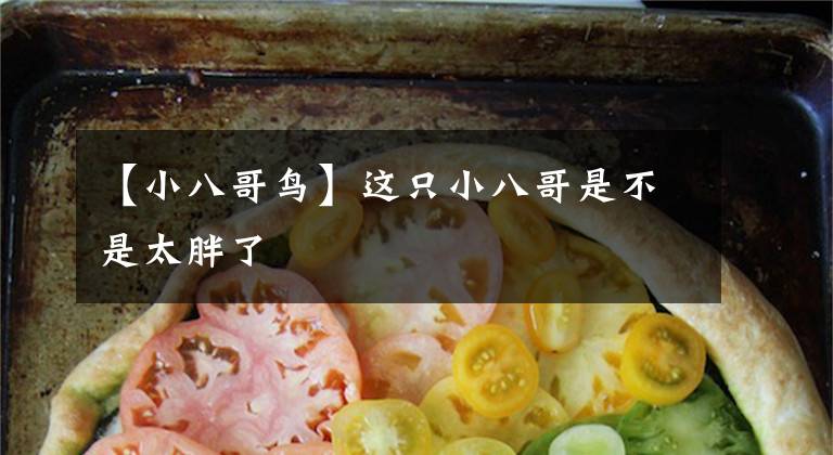 【小八哥鸟】这只小八哥是不是太胖了