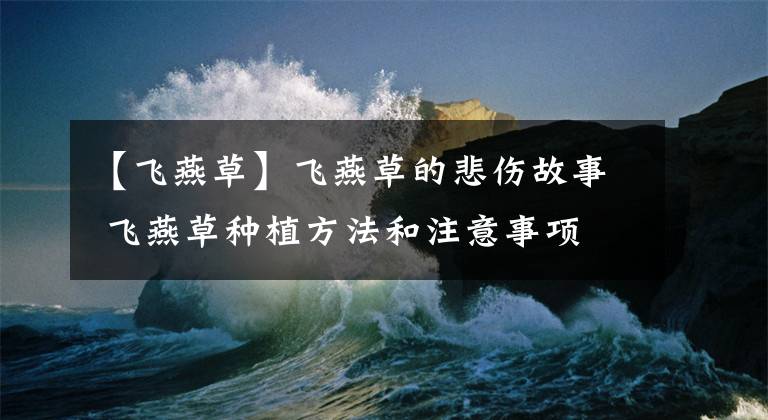 【飞燕草】飞燕草的悲伤故事 飞燕草种植方法和注意事项 飞燕草花语和寓意