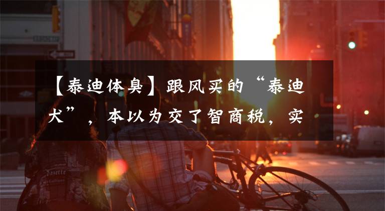 【泰迪体臭】跟风买的“泰迪犬”,本以为交了智商税,实际越养越上瘾