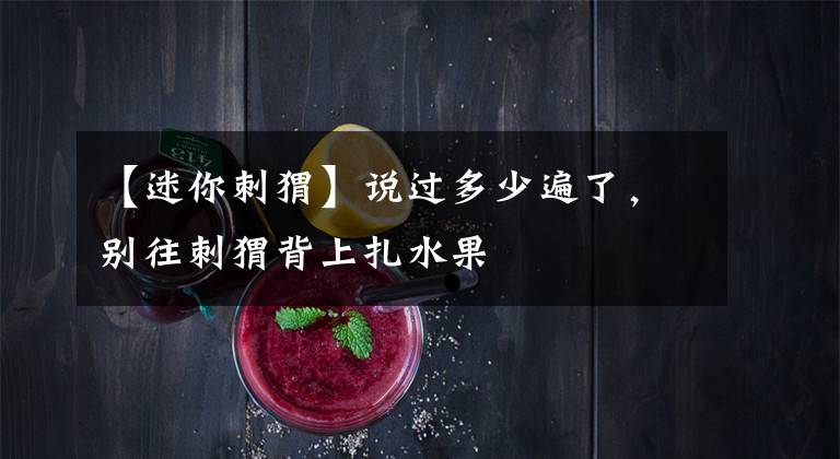 【迷你刺猬】说过多少遍了，别往刺猬背上扎水果