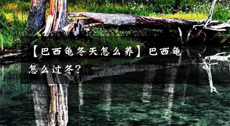 【巴西龟冬天怎么养】巴西龟怎么过冬？