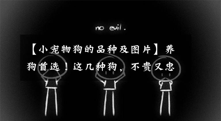 【小宠物狗的品种及图片】养狗首选！这几种狗，不贵又忠诚