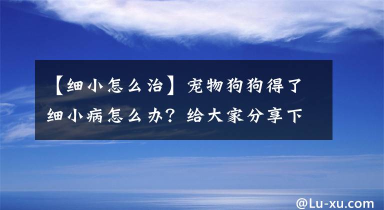 【细小怎么治】宠物狗狗得了细小病怎么办?给大家分享下经验吧