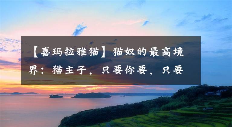 【喜玛拉雅猫】猫奴的最高境界：猫主子，只要你要，只要我有，都给你！