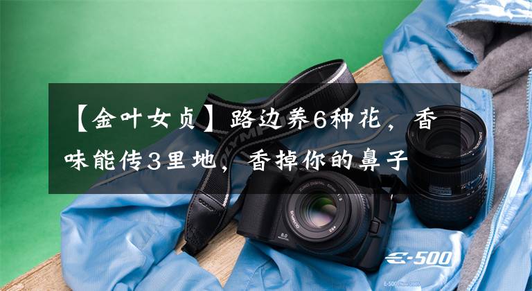【金叶女贞】路边养6种花，香味能传3里地，香掉你的鼻子