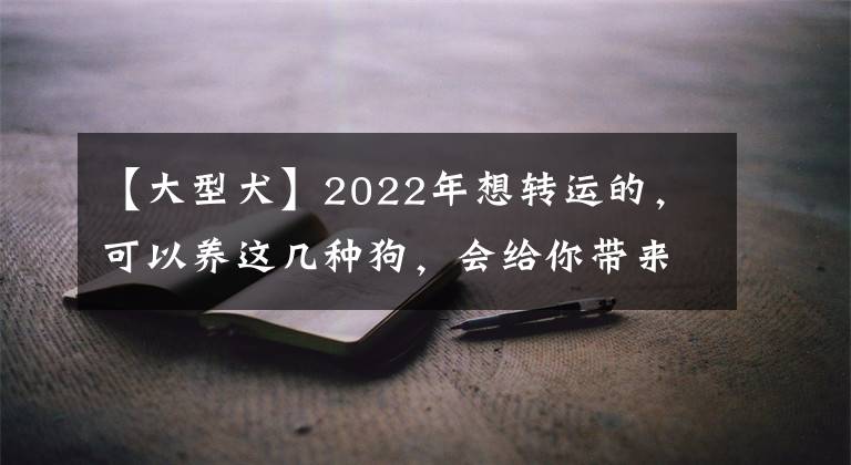 【大型犬】2022年想转运的，可以养这几种狗，会给你带来好运