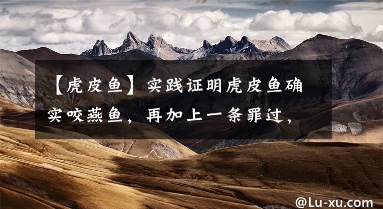 【虎皮鱼】实践证明虎皮鱼确实咬燕鱼,再加上一条罪过,还啃食水草