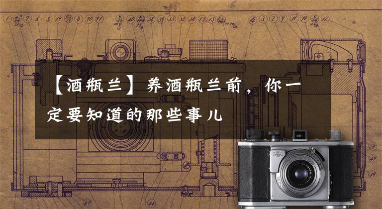 【酒瓶兰】养酒瓶兰前，你一定要知道的那些事儿