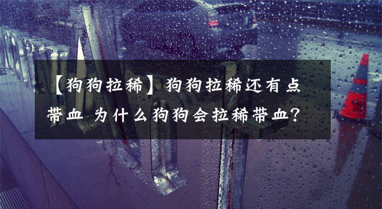 【狗狗拉稀】狗狗拉稀还有点带血 为什么狗狗会拉稀带血？主人可不能大意