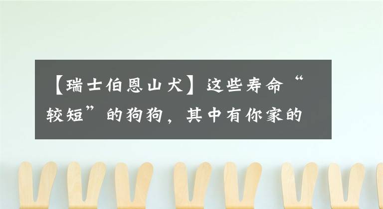 【瑞士伯恩山犬】这些寿命“较短”的狗狗,其中有你家的狗狗吗