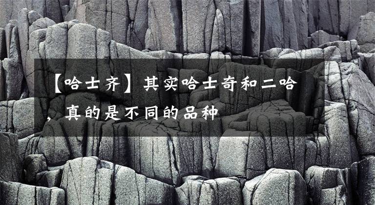 【哈士齐】其实哈士奇和二哈，真的是不同的品种