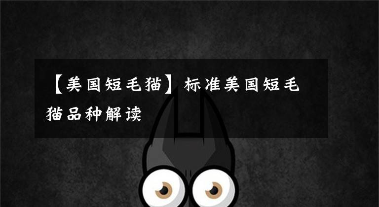 【美国短毛猫】标准美国短毛猫品种解读