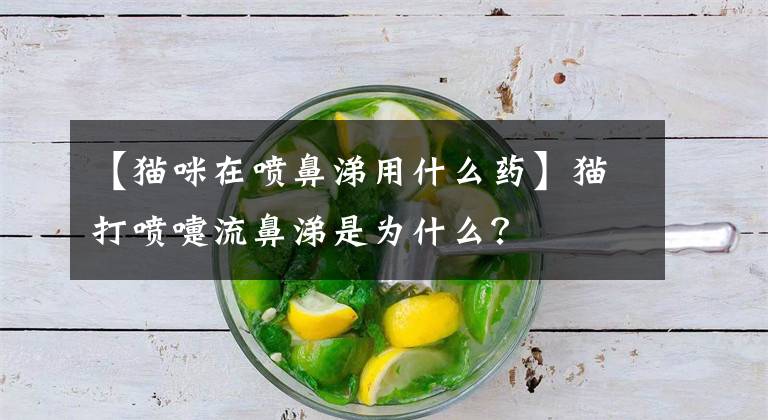 【猫咪在喷鼻涕用什么药】猫打喷嚏流鼻涕是为什么?