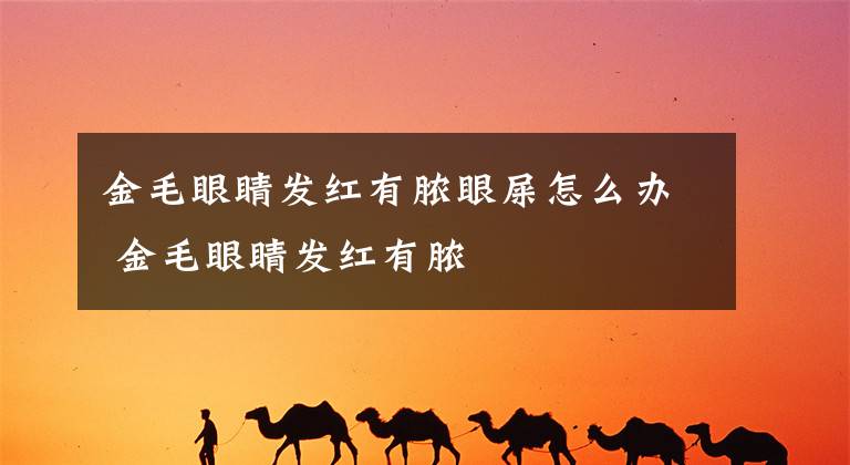 金毛眼睛发红有脓眼屎怎么办 金毛眼睛发红有脓