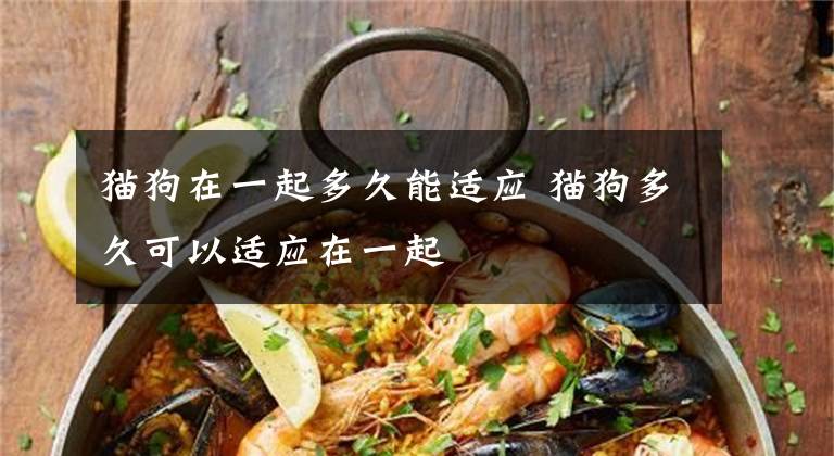 猫狗在一起多久能适应 猫狗多久可以适应在一起