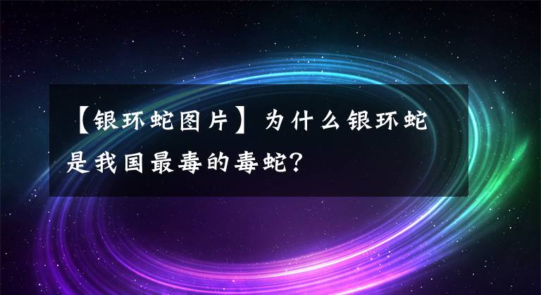 【银环蛇图片】为什么银环蛇是我国最毒的毒蛇？