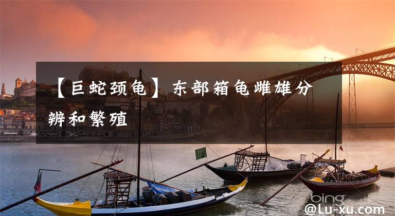 【巨蛇颈龟】东部箱龟雌雄分辨和繁殖