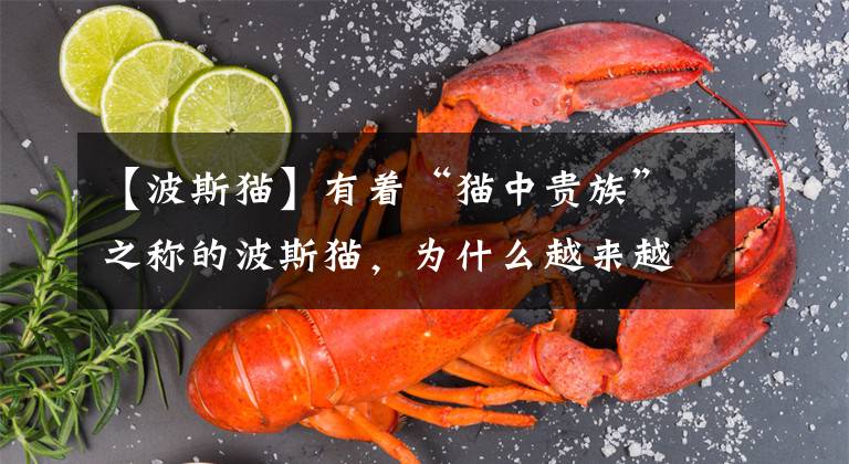 【波斯猫】有着“猫中贵族”之称的波斯猫,为什么越来越少人养?