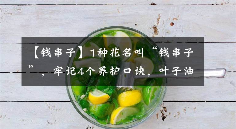 【钱串子】1种花名叫“钱串子”，牢记4个养护口诀，叶子油亮直反光