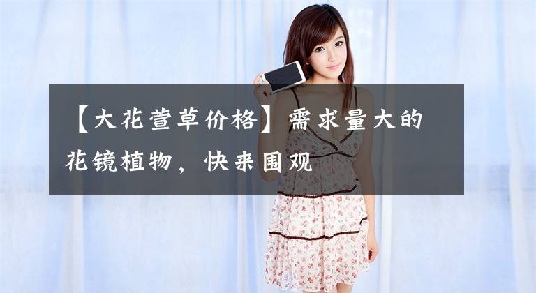 【大花萱草价格】需求量大的花镜植物，快来围观