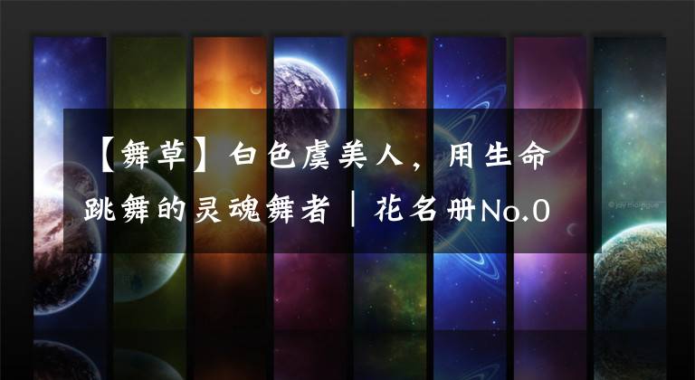 【舞草】白色虞美人，用生命跳舞的灵魂舞者｜花名册No.00093