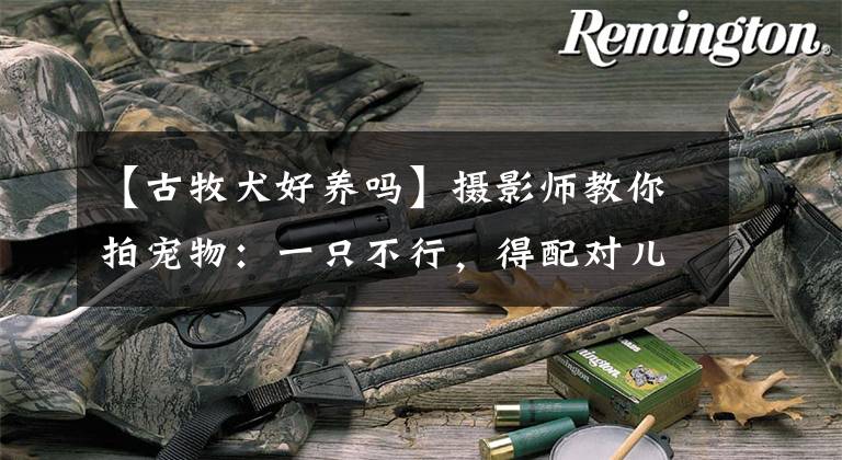 【古牧犬好养吗】摄影师教你拍宠物：一只不行，得配对儿！