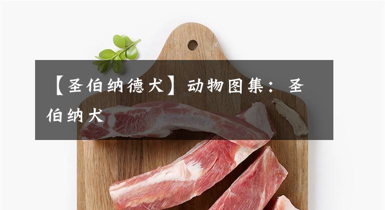 【圣伯纳德犬】动物图集:圣伯纳犬