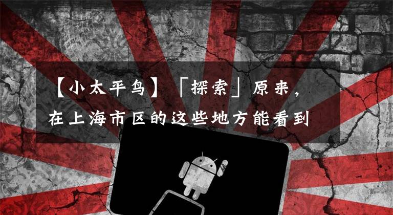【小太平鸟】「探索」原来，在上海市区的这些地方能看到可爱的鸟儿！