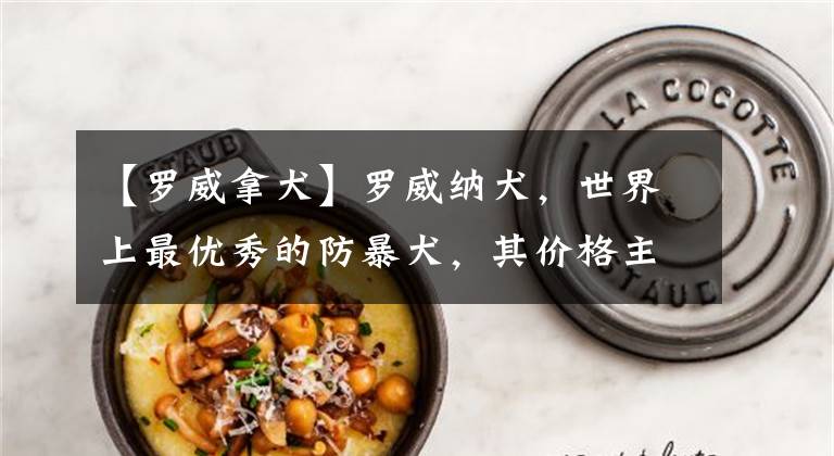 【罗威拿犬】罗威纳犬,世界上最优秀的防暴犬,其价格主要受这些因素影响