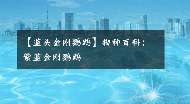 【蓝头金刚鹦鹉】物种百科：紫蓝金刚鹦鹉